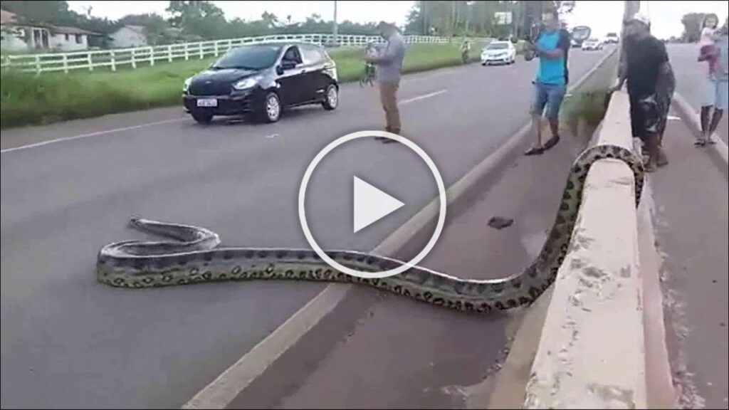 Humans for scale: Giant anaconda crossing a busy road in Brazil stuns internet - Watch viral video